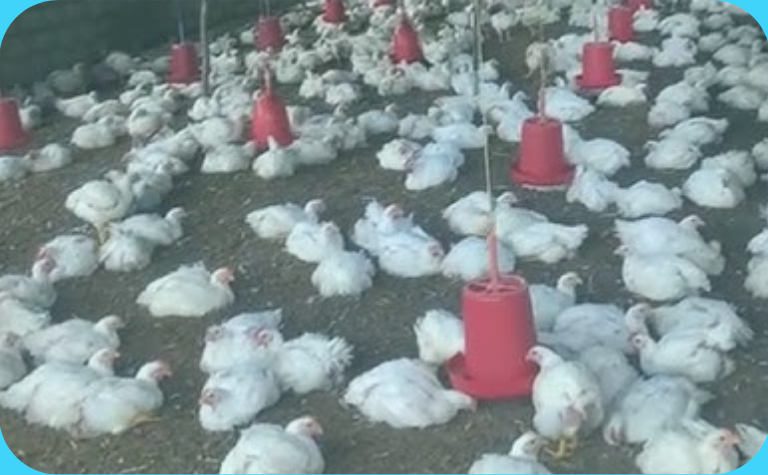 नेपालको अर्थतन्त्रमा कुखुरापालन बाट ६० अर्बभन्दा बढीको योगदान